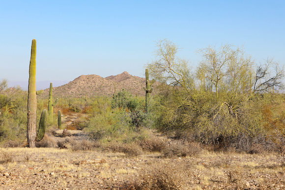 San tan 11-4-20-10