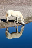 2-11-21 Coon Bluff Salt River Horses