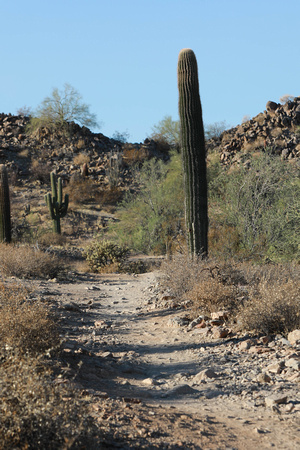 San tan 11-4-20-14
