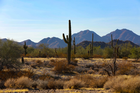 San tan 11-4-20-2