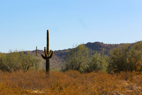 San tan 11-4-20-1