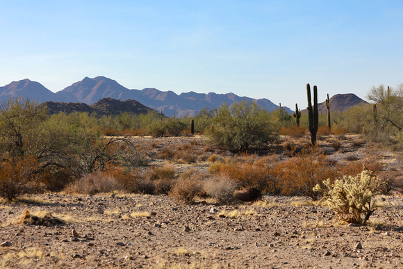 San tan 11-4-20-4