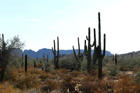 San tan 11-4-20-5