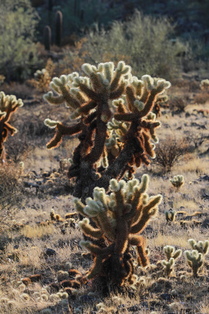 San tan 11-4-20-19
