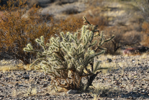 San tan 11-4-20-3