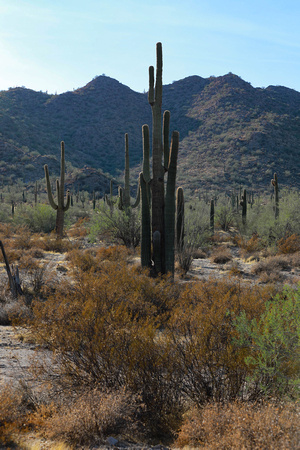 San tan 11-4-20-6