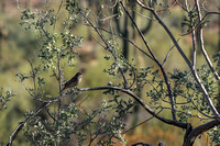 San tan 11-4-20-11