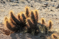 San tan 11-4-20-7