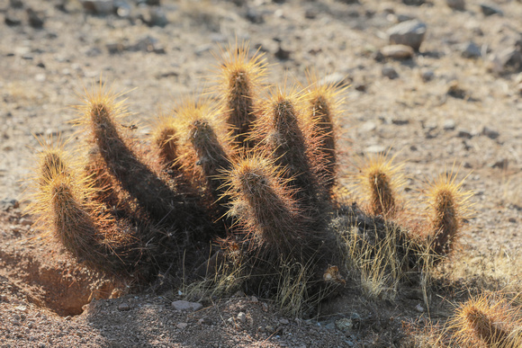 San tan 11-4-20-7