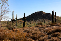 San tan 11-4-20-15