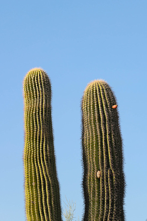 San tan 11-4-20-13