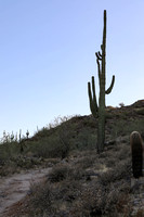 San tan 11-4-20-20