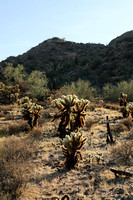 San tan 11-4-20-18