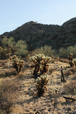 San tan 11-4-20-18