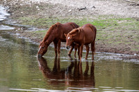 Horses sunset 11-9-20-14