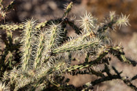 San tan 11-4-20-12