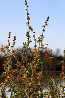 2-8-21  Riparian Preserve